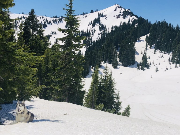 green mountain_blameitonthedogz.jpeg