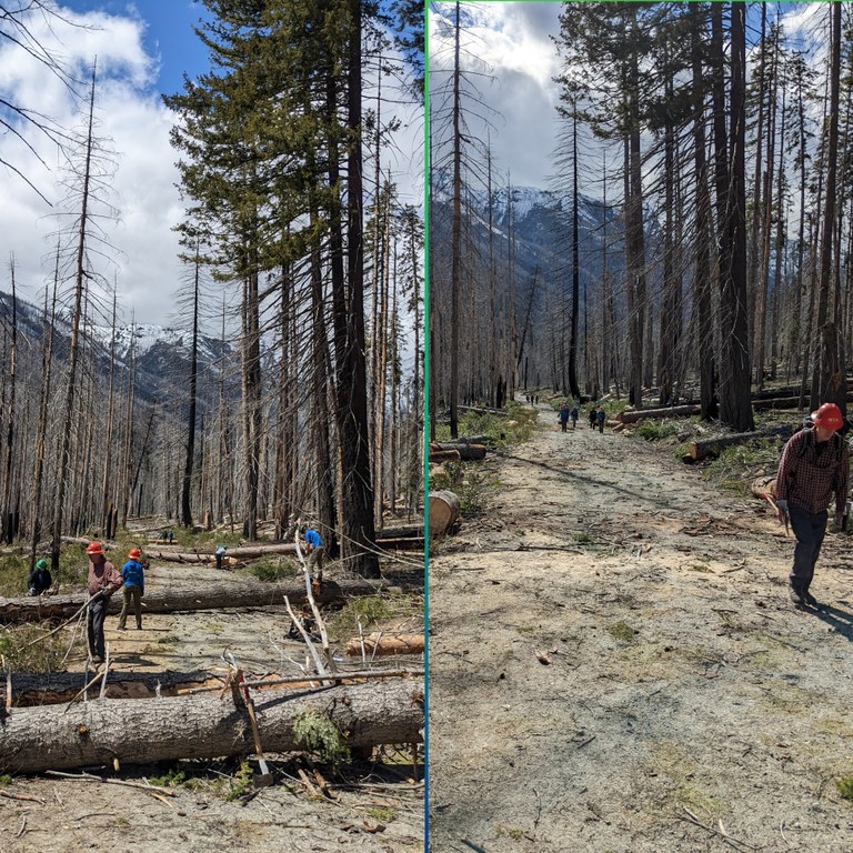 A view of the dirt road to the Entiat River trailhead. On the left is the road covered in several fallen trees. On the right is the road clear of trees, thanks to the work of the Lost Trails Found crew.