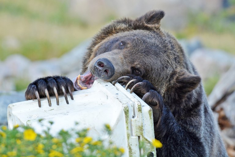 A close up shot of a grizzly bear attempting to chew through a hard sided food container at the Grizzly & Wolf Discovery Center.