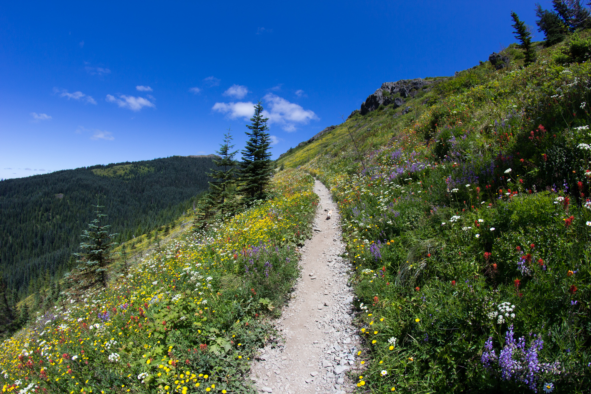 Colorful blue, red, yellow, and purple wildflowers on either side of the Grouse Vista Trail, which heads up to Silver Star Mountain.