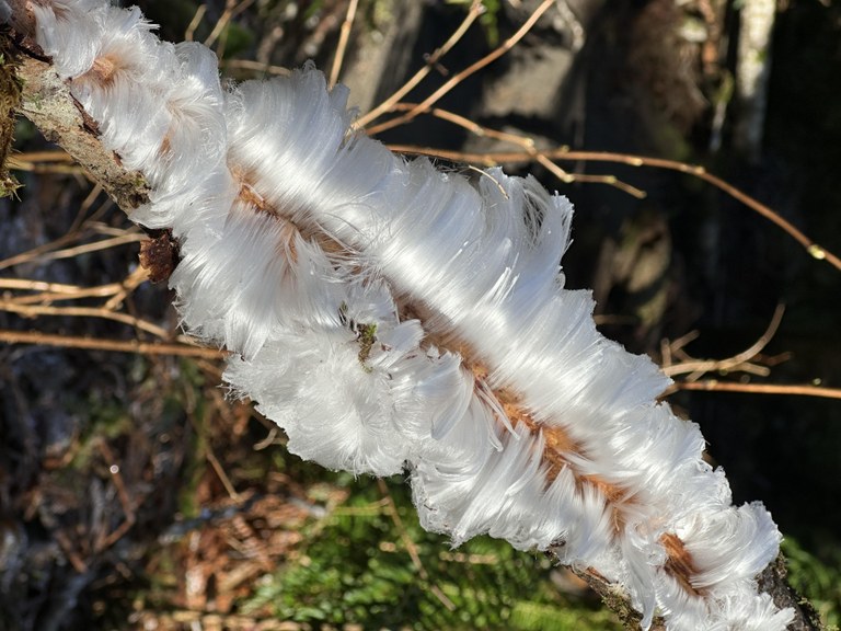 Hair ice on a piece of dead wood on the Bridal Veil Falls trail. Photo by trip reporter Dunes. 