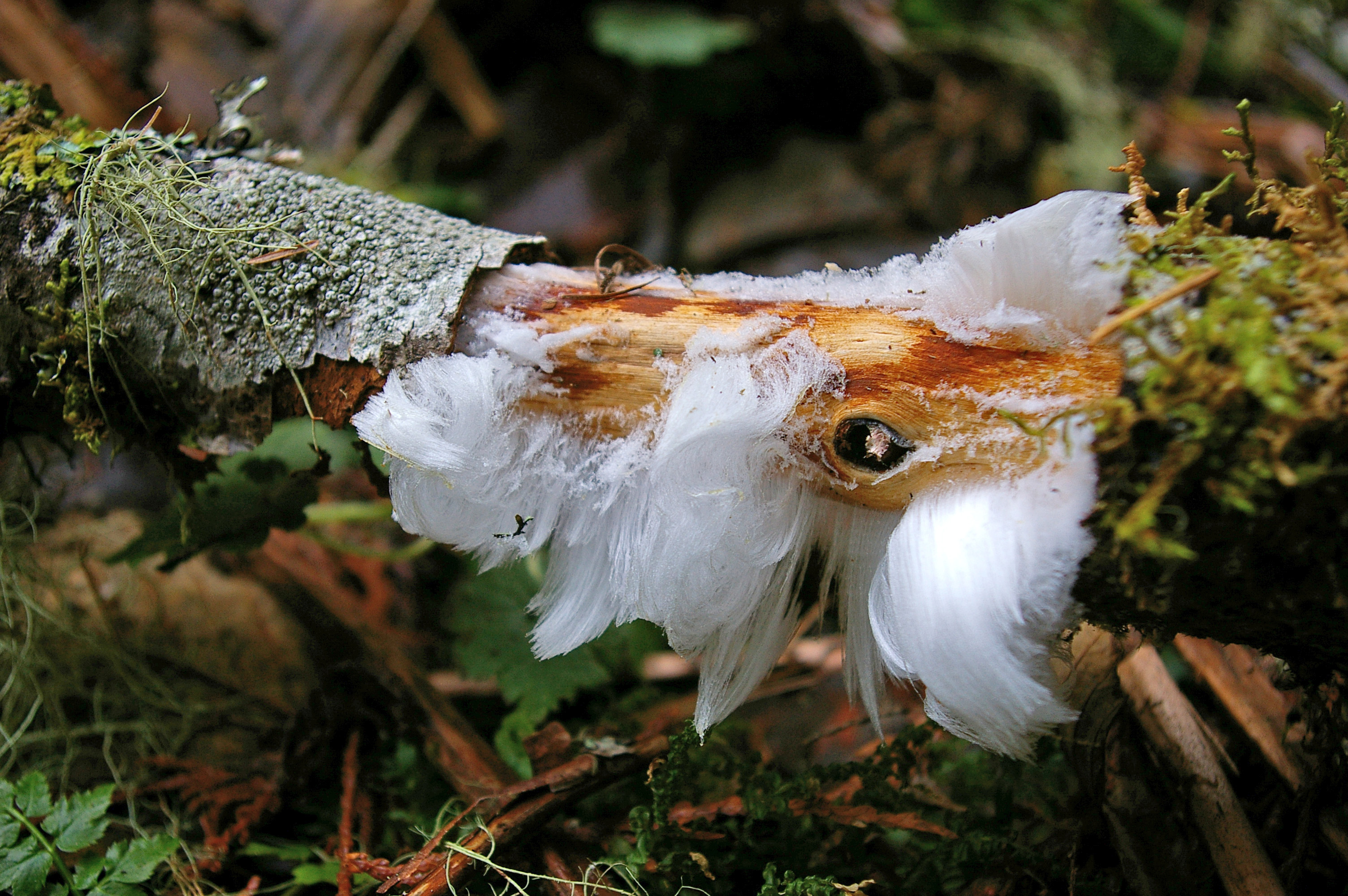 Hair ice3.jpg