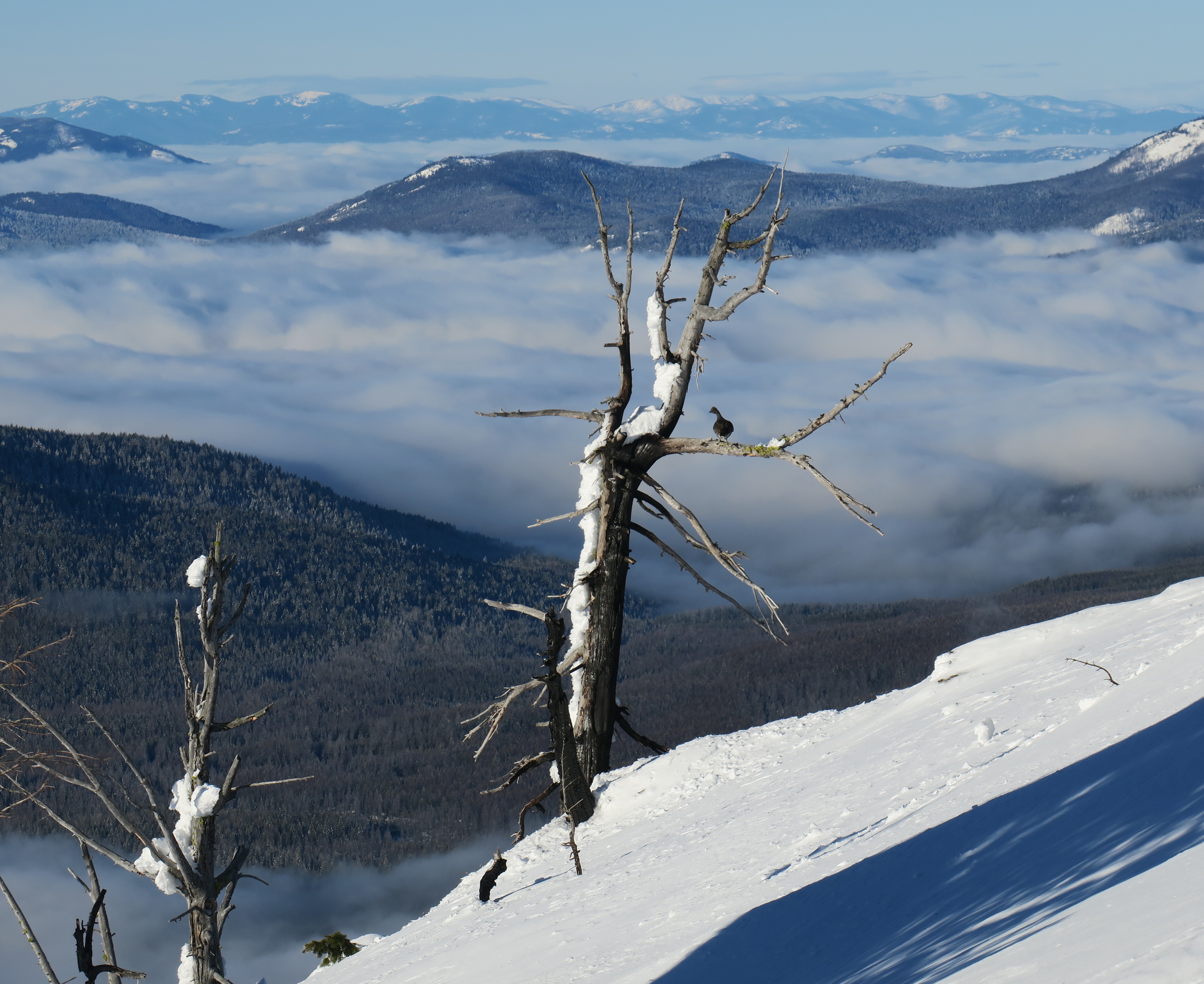A grouse sits in a snow-covered tree with layers of blue mountains and clouds behind it