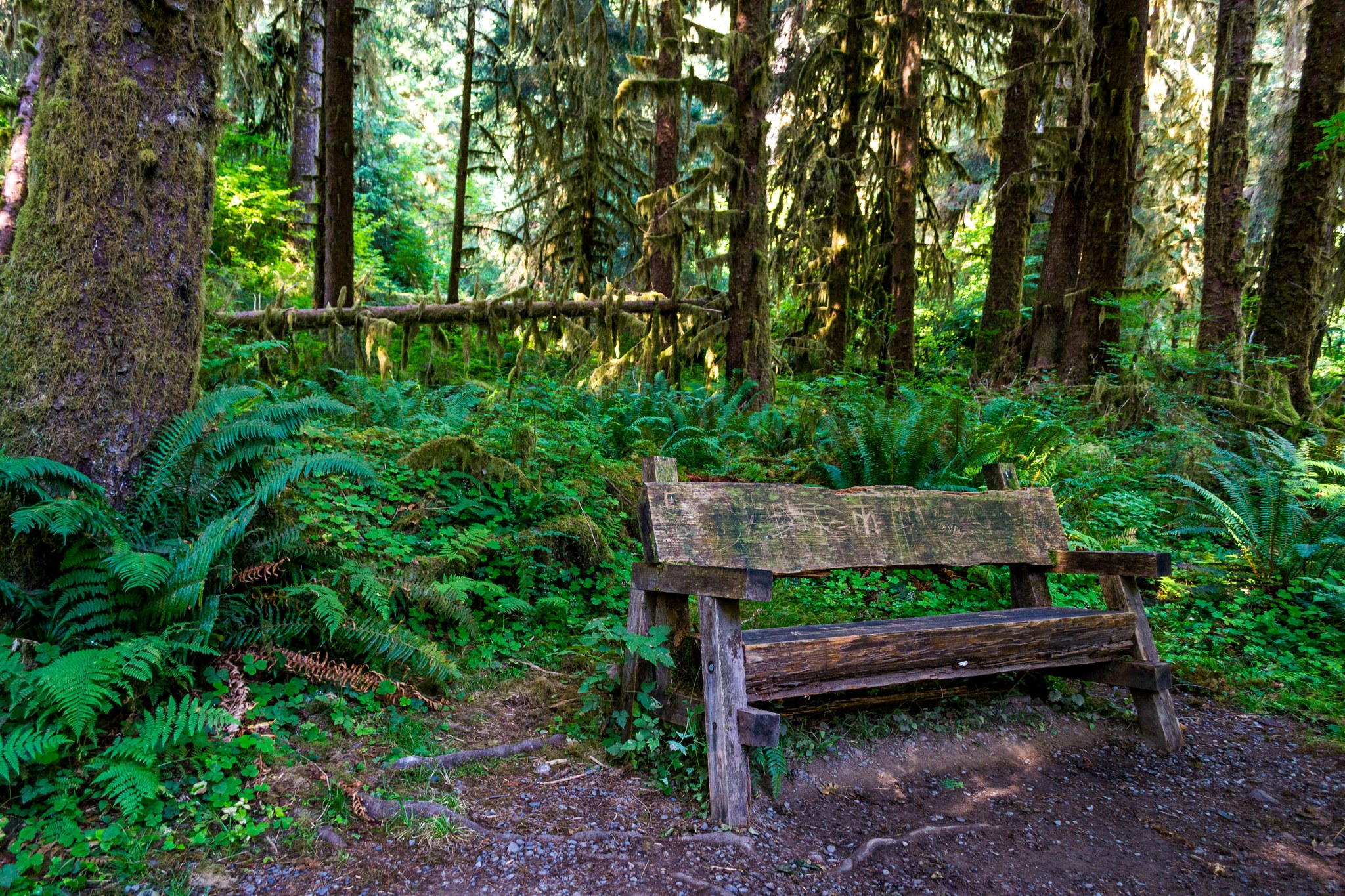 Hall of Mosses by lpick10.jpeg