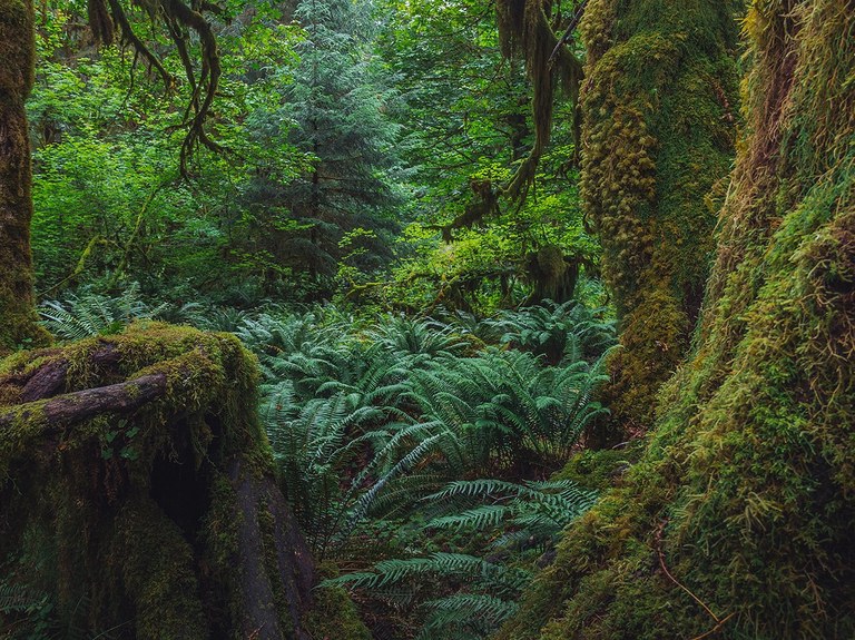 Hall of Mosses Looking into a myriad of greenery in the Hoh Rainforest.