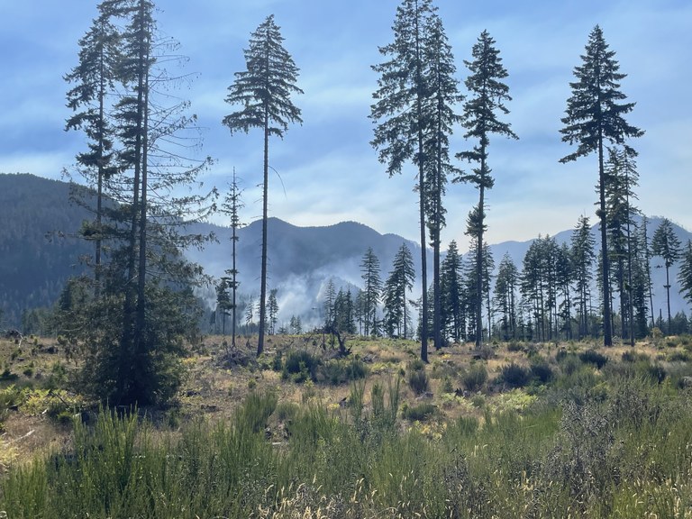 Hamma Fire burning. Photo courtesy of the Forest Service.