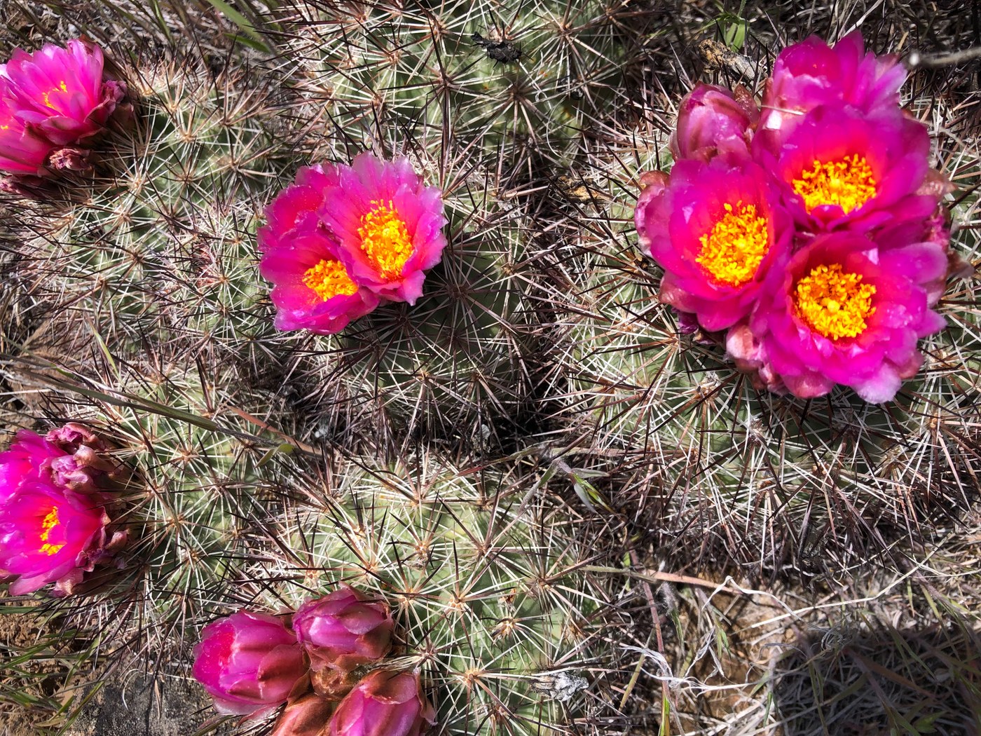 Close up on round cactus plants blooming with bright pink flowers