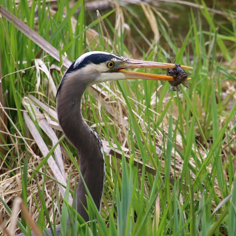 A hunting heron with a fish in its beak. Photo by wafflesnfalafel.