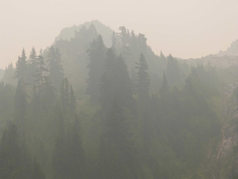 Evergreen trees seen through dense smoke.
