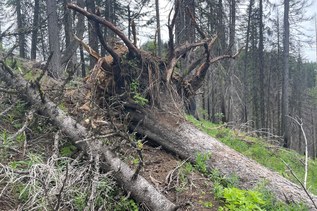 Hiker Headlines: WTA storm damage webinar, Lake 22 closure, free weekend, Teanaway Community Forest ribbon cutting