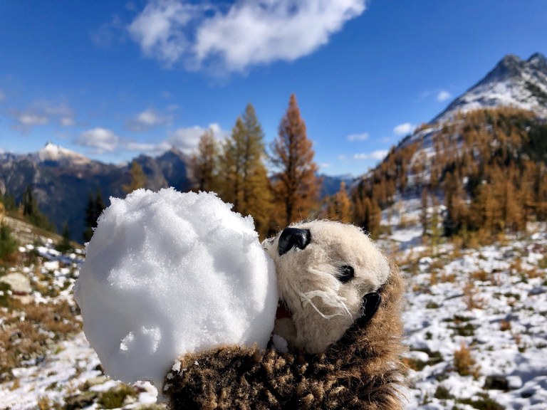 hikingotter Easy Pass eating snow.jpeg