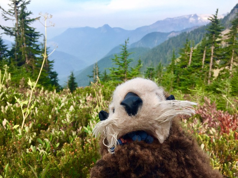 hikingotter Hidden Lake Lookout eating blueberries again.jpeg