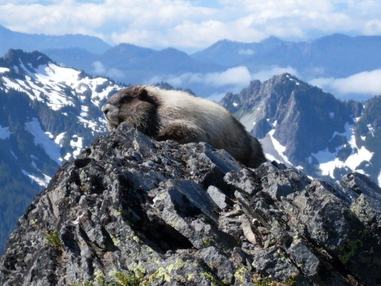 A marmot sits on top of a rock  
