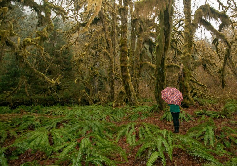 Hoh Rainforest. Photo - Keith LaPlante.jpg