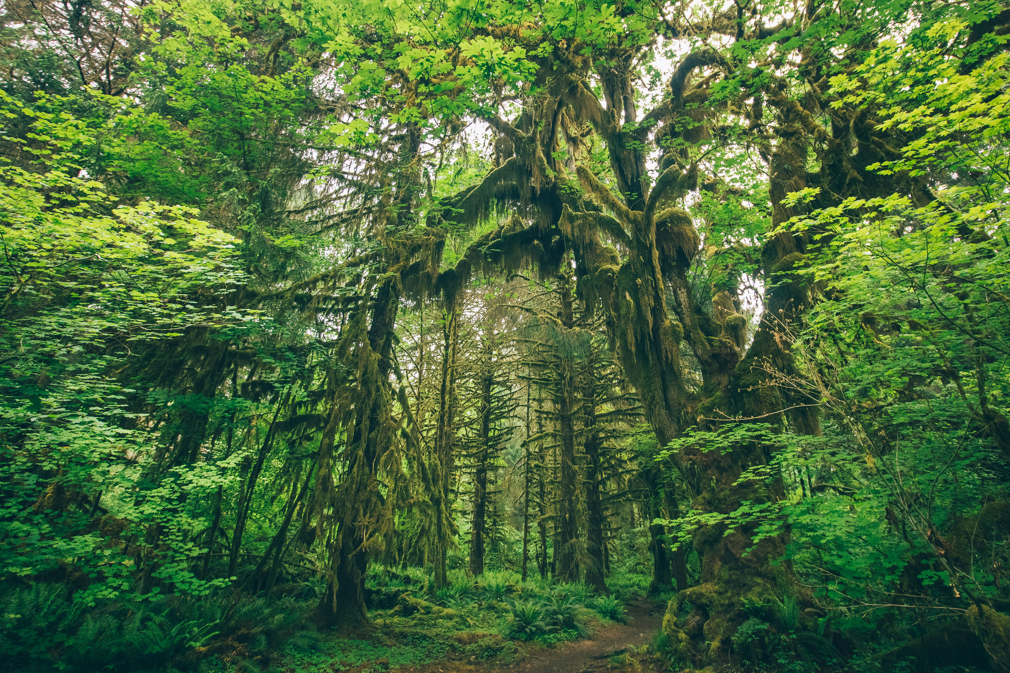 Hoh River Trail by Isabel Uriarte.jpg