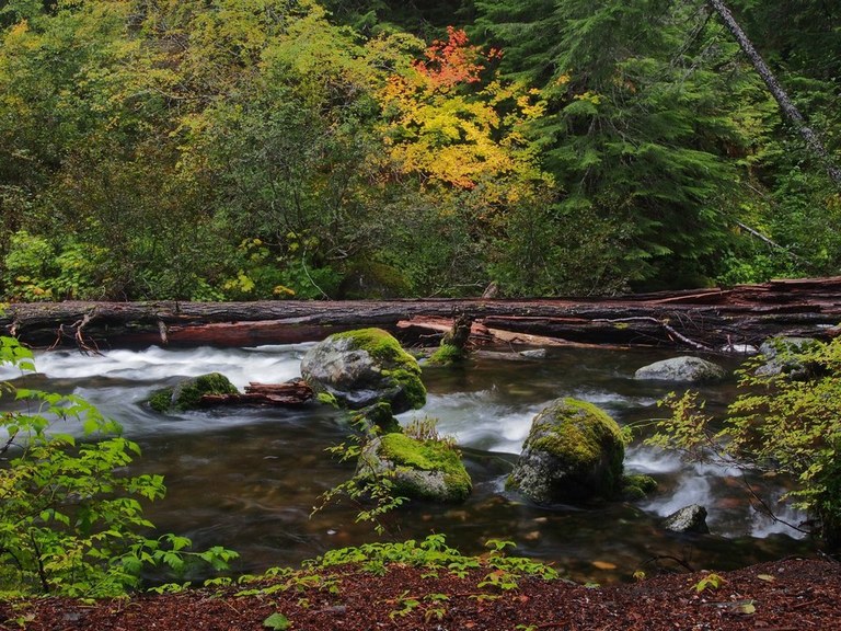 Flowing creek under bright fall colors. 