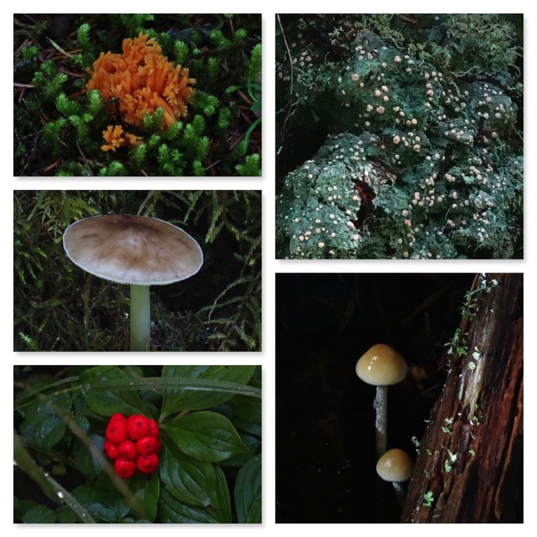 Huckleberry Creek. Photo by Bob and Barb. A photo collage of different mushrooms.
