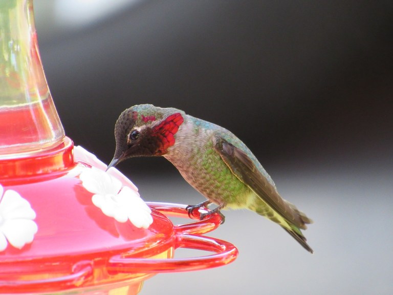 hummingbird.jpeg