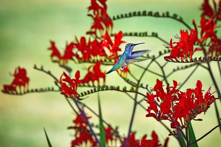 Hummingbird. Photo by Stephen Chan. 