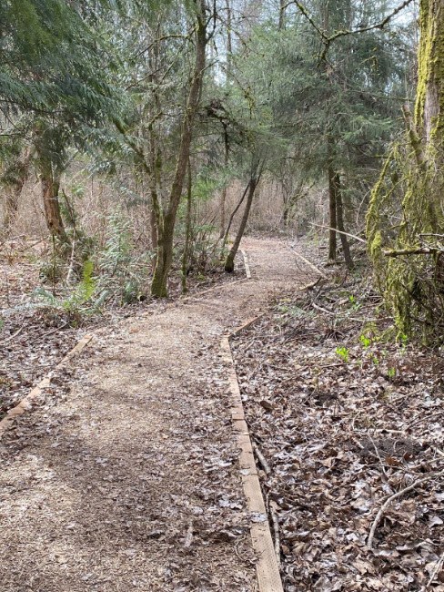 A clear, well-groomed section of trail stretches through a thicket. 