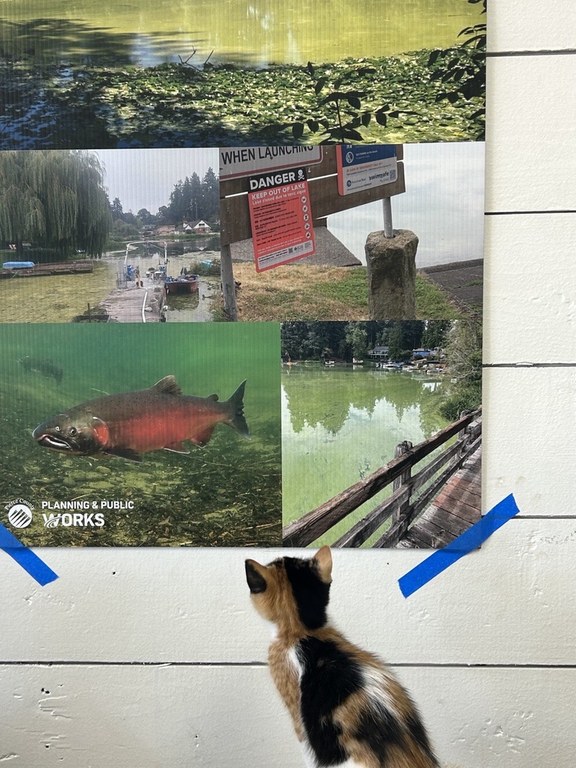 A cat looking at a poster of salmon and streams.