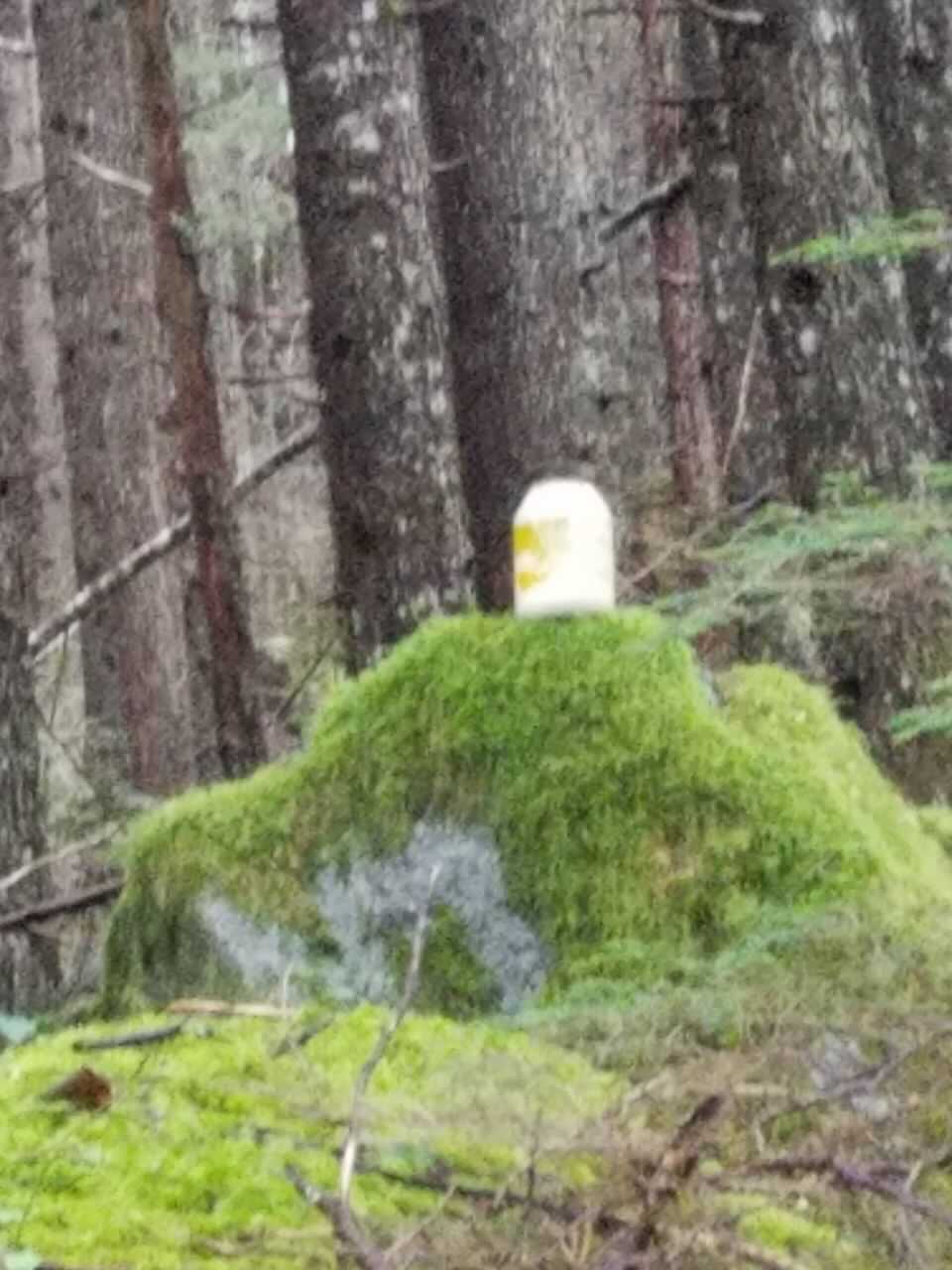 Grainy photographic evidence of a Mayonaise Man encounter. Photo by Emily Snyder. Image from iOS.jpg