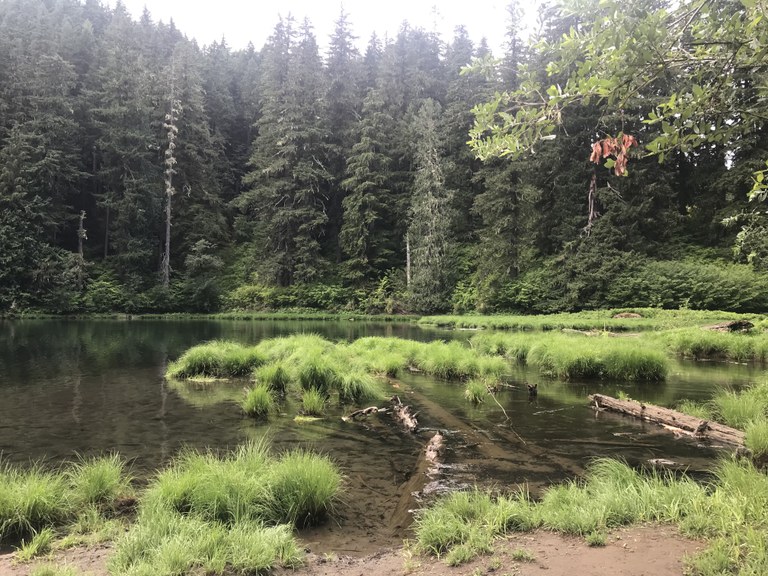 A small lake among green grass and evergreen trees.