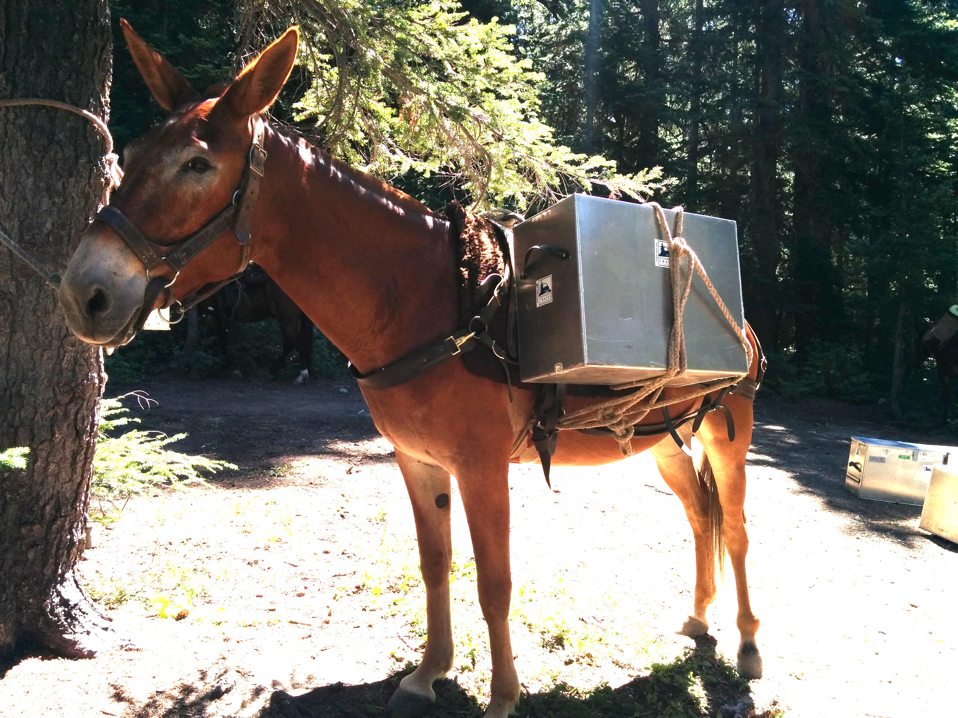 A mule stands at camp with Washington Trails Association resupply boxes for a WTA Volunteer Vacation in 2015.