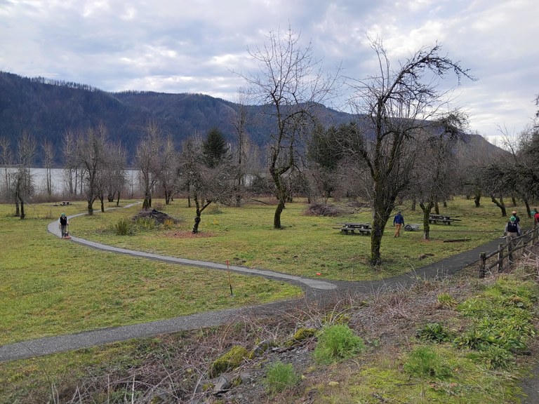 A volunteers operates a compactor on a graveled trail that winds through the apple orchard with bluffs and the Columbia river in the background. 