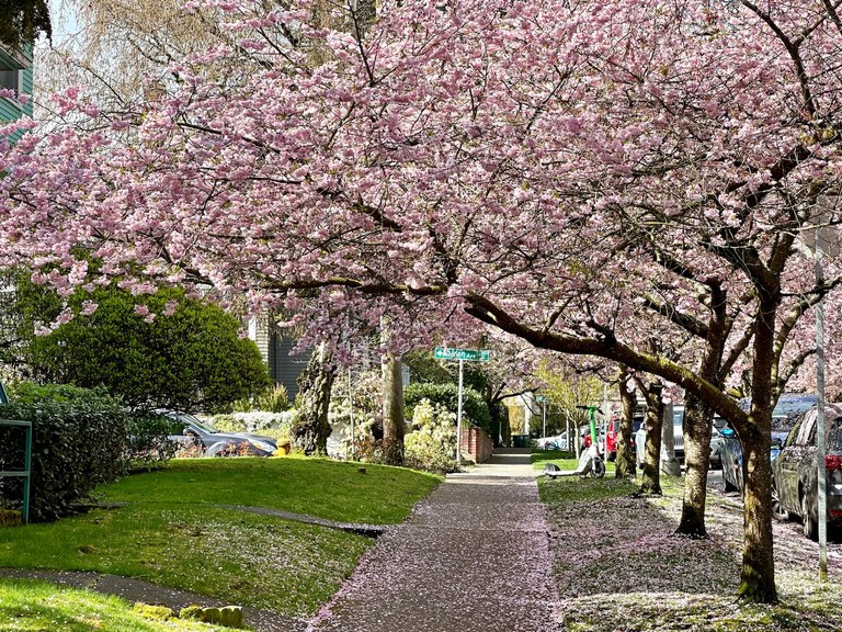 Cherry blossoms on a walk in the Capitol Hill neighborhood in Seattle. Photo by trip reporter ZhuckYu.