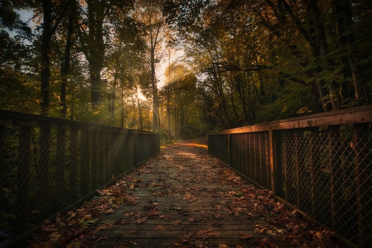 sun bursts through a forest of fall colors.