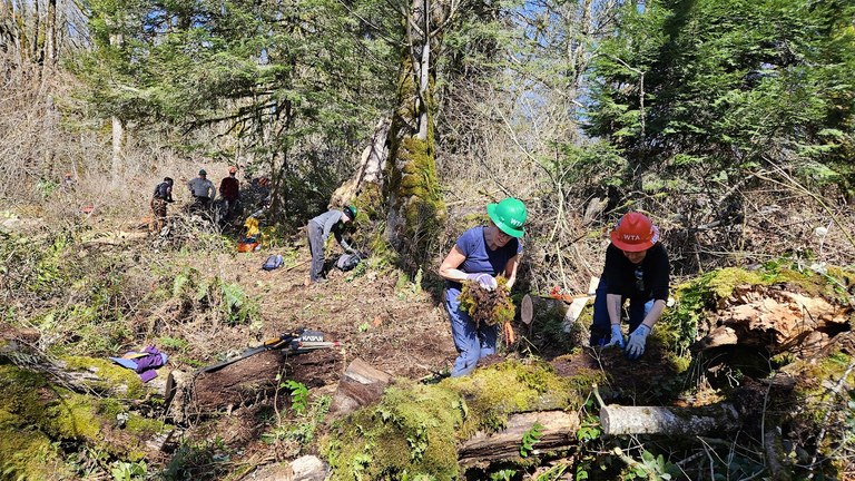 A group of volunteers clearing brush on the Cape Horn trail