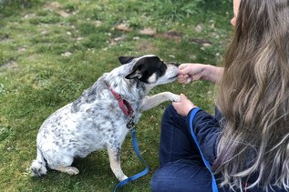 Trail Worthy Skills to Teach Your Pup