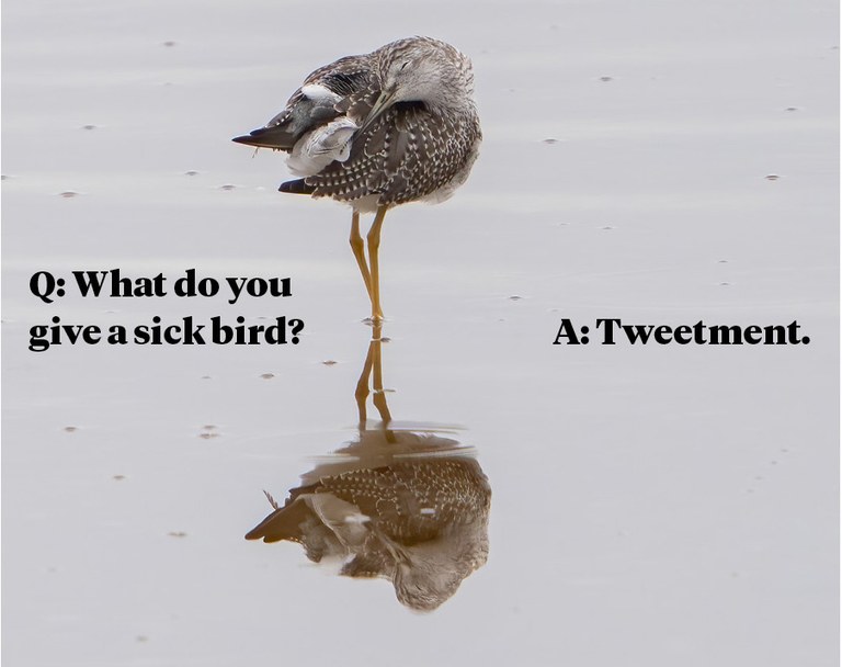 Q: What do you give a sick bird? A: Tweetment Q: What do you give a sick bird? A: Tweetment