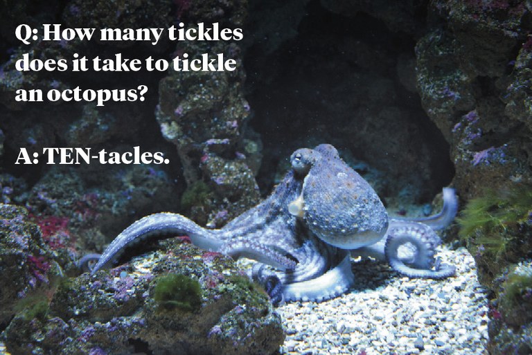 Q: How many tickles does it take to tickle an octopus? A: TEN-tacles Q: How many tickles does it take to tickle an octopus? A: TEN-tacles
