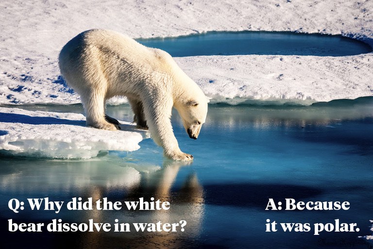 Q: Why did the white bear dissolve in water?  A: Because it was polar. 