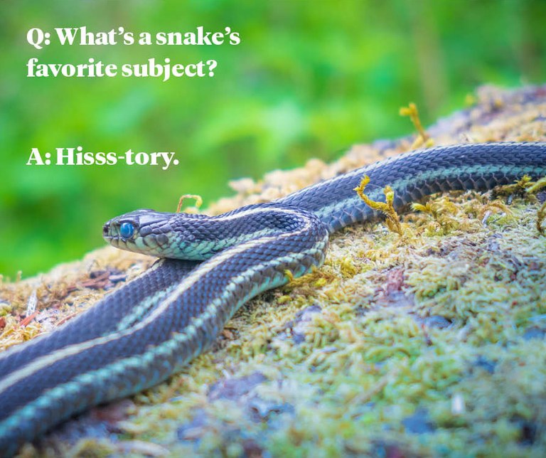 Q: What’s a snake’s favorite subject? A: Hisss-tory Q: What’s a snake’s favorite subject? A: Hisss-tory