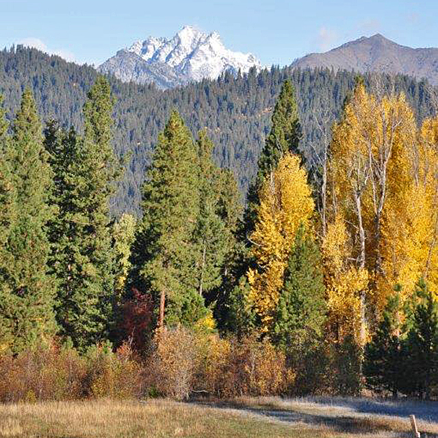 Teanaway Community Forest by Kitty Craig.