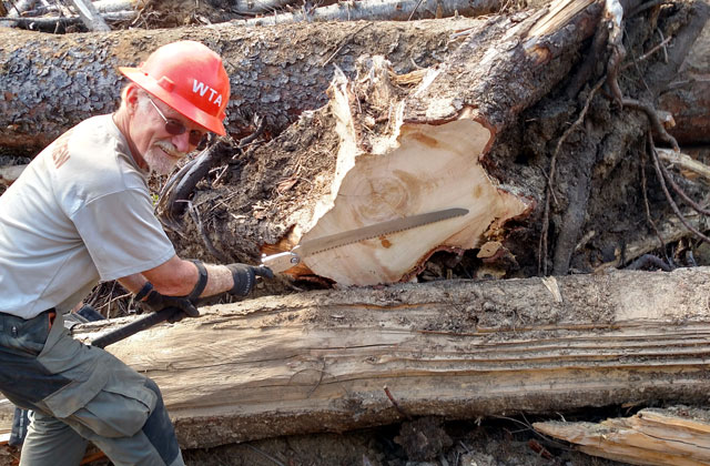 They cut some large logs... Photo by Zachary McBride. 