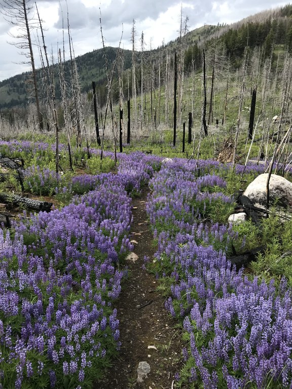 Kettle Crest by Renegade Beef.  Kettle Crest.jpeg