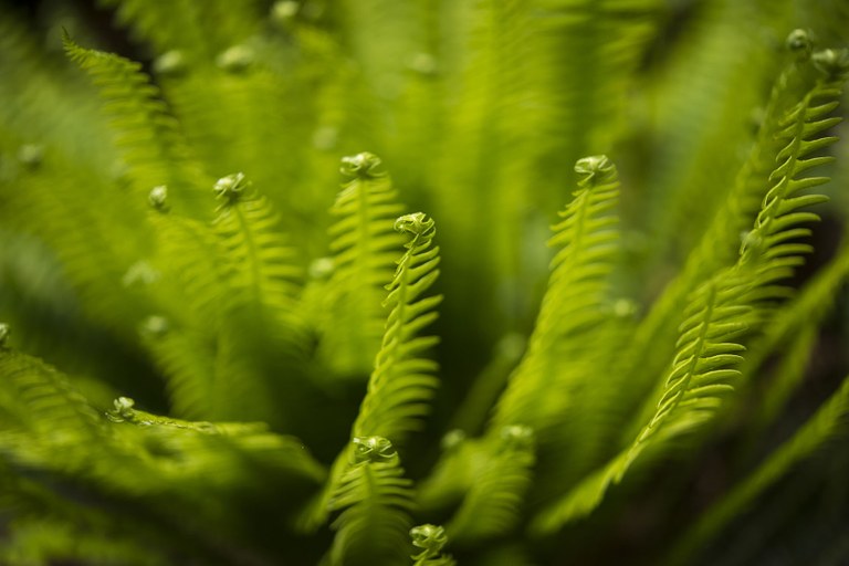 A close-in photos shows bright green, young fern fronds with the tips still curled up. 