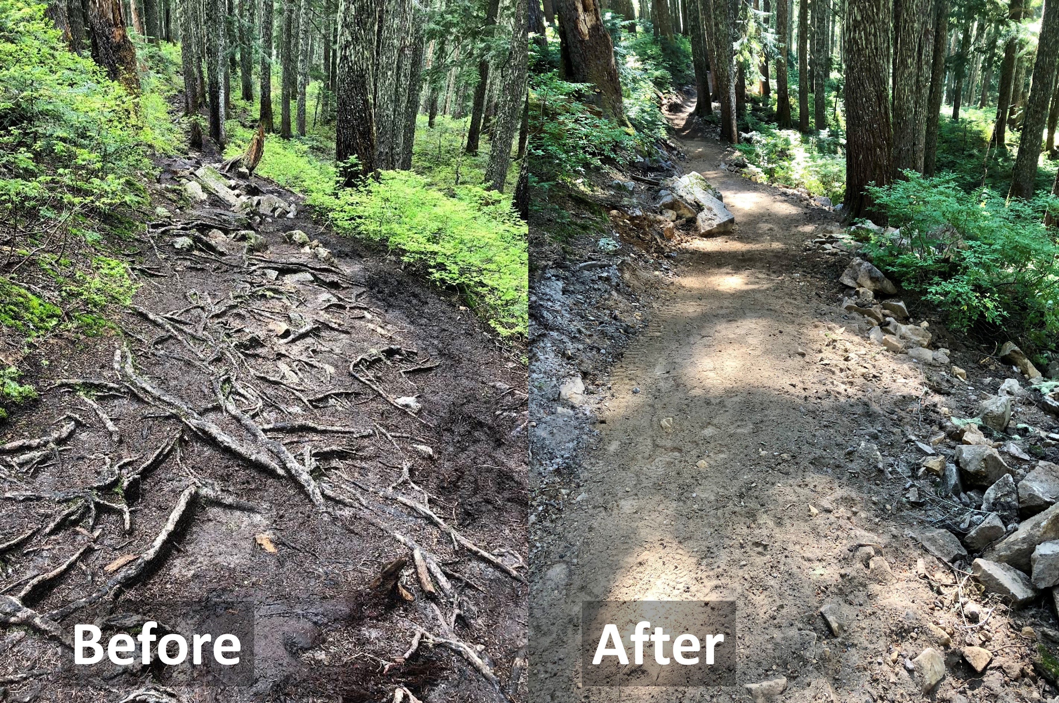 Side by side photos of the same trail, with roots (labeled "before") and with a smooth surface (labeled "after")