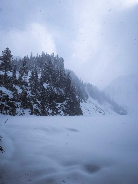 Evergreen trees covered with snow. Mountains in background on grey, snowy day