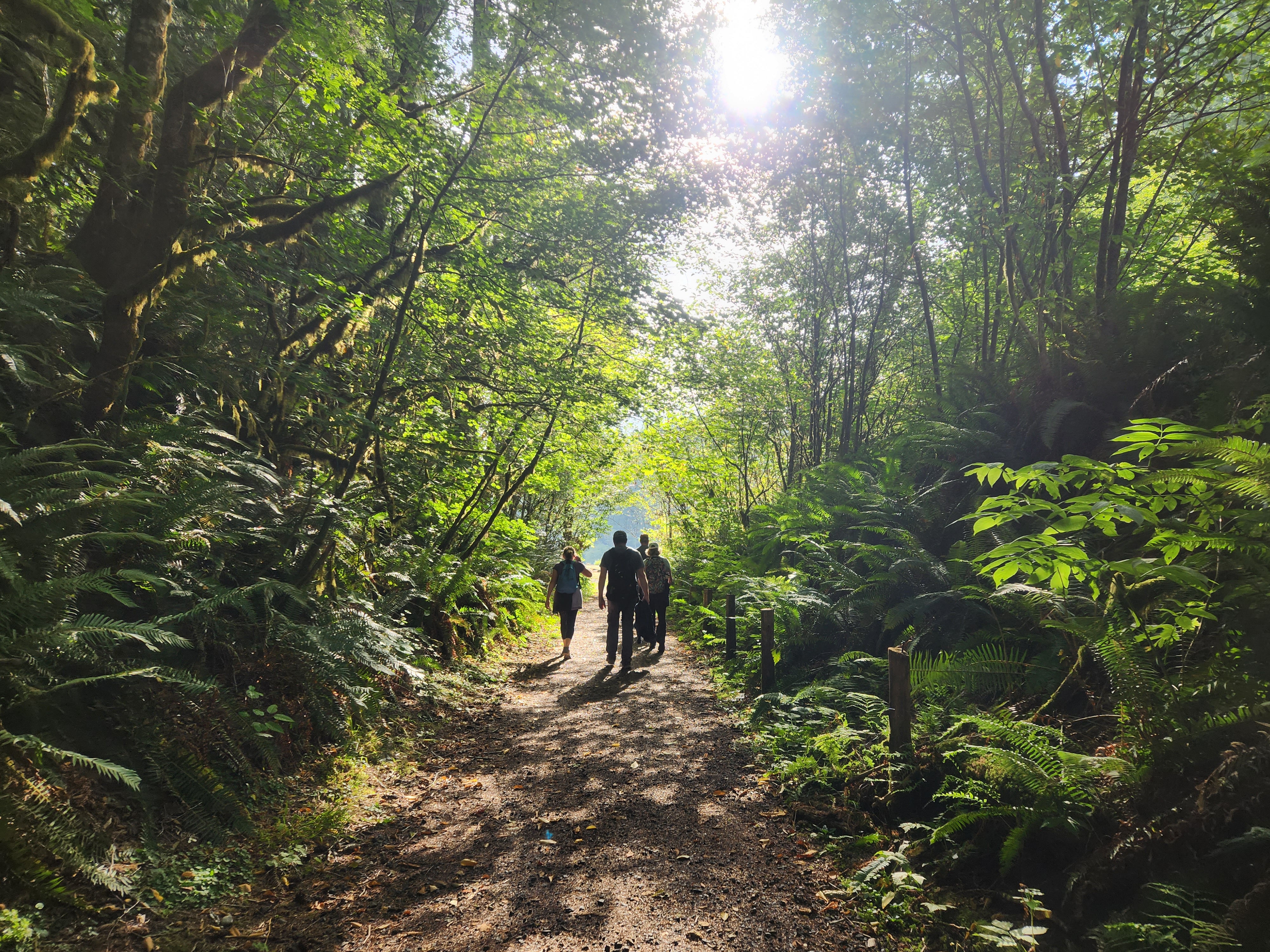 A small group walks together on a sunlight-dappled trail through green trees and ferns