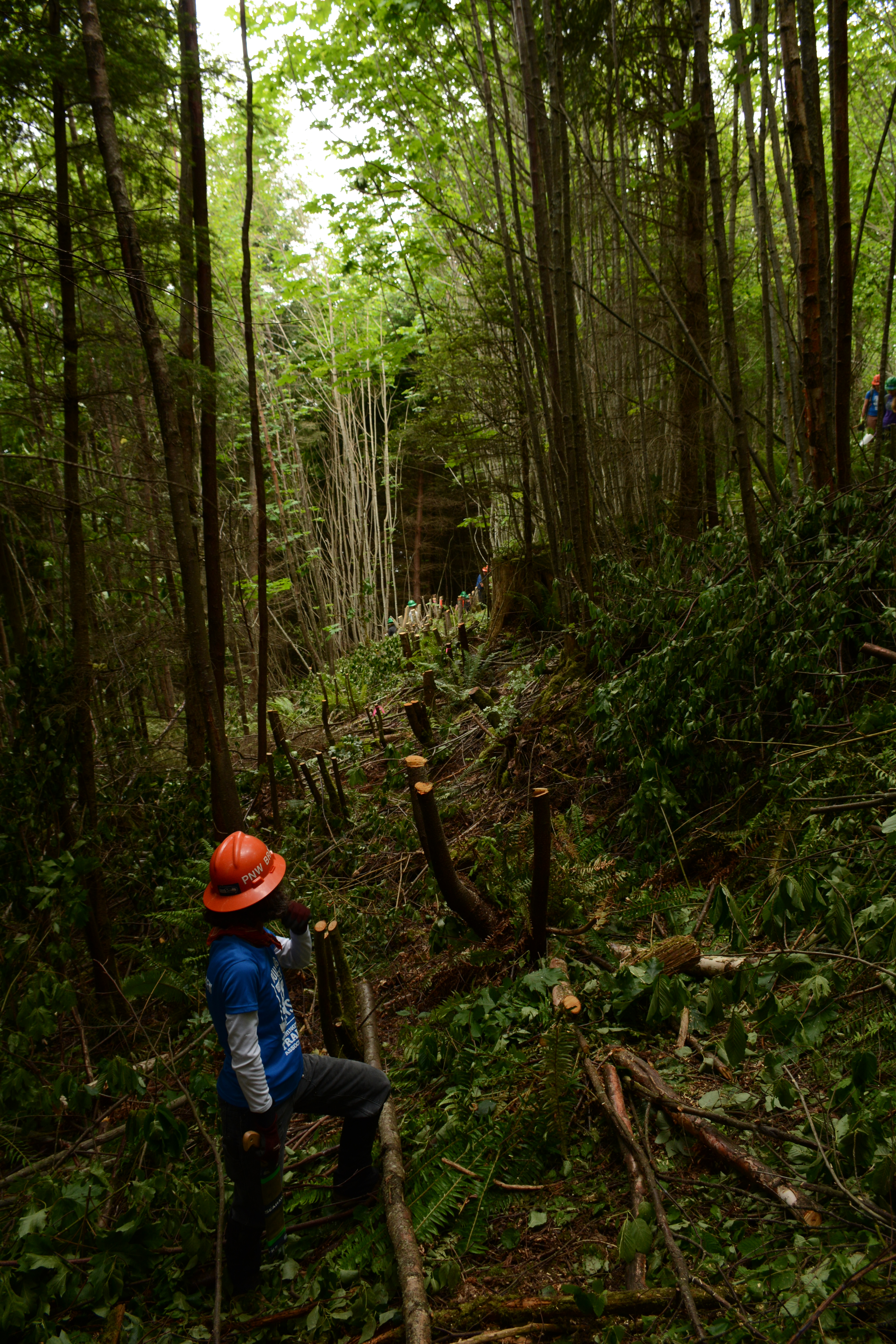 Lake Whatcom Park trails by Anna Roth