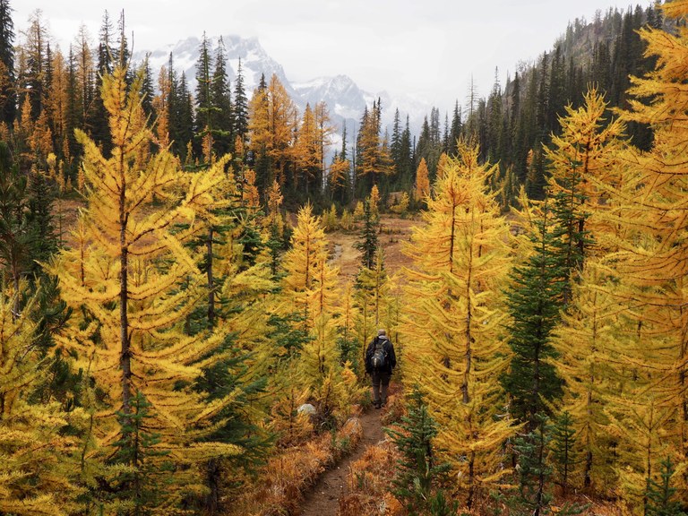 larches_Suzanne Gagnet_big.jpeg