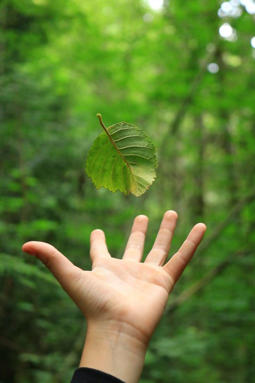 A child's hand is extended underneath a leaf that appears to be levitating mid air. The background of the image is leafy green trees.