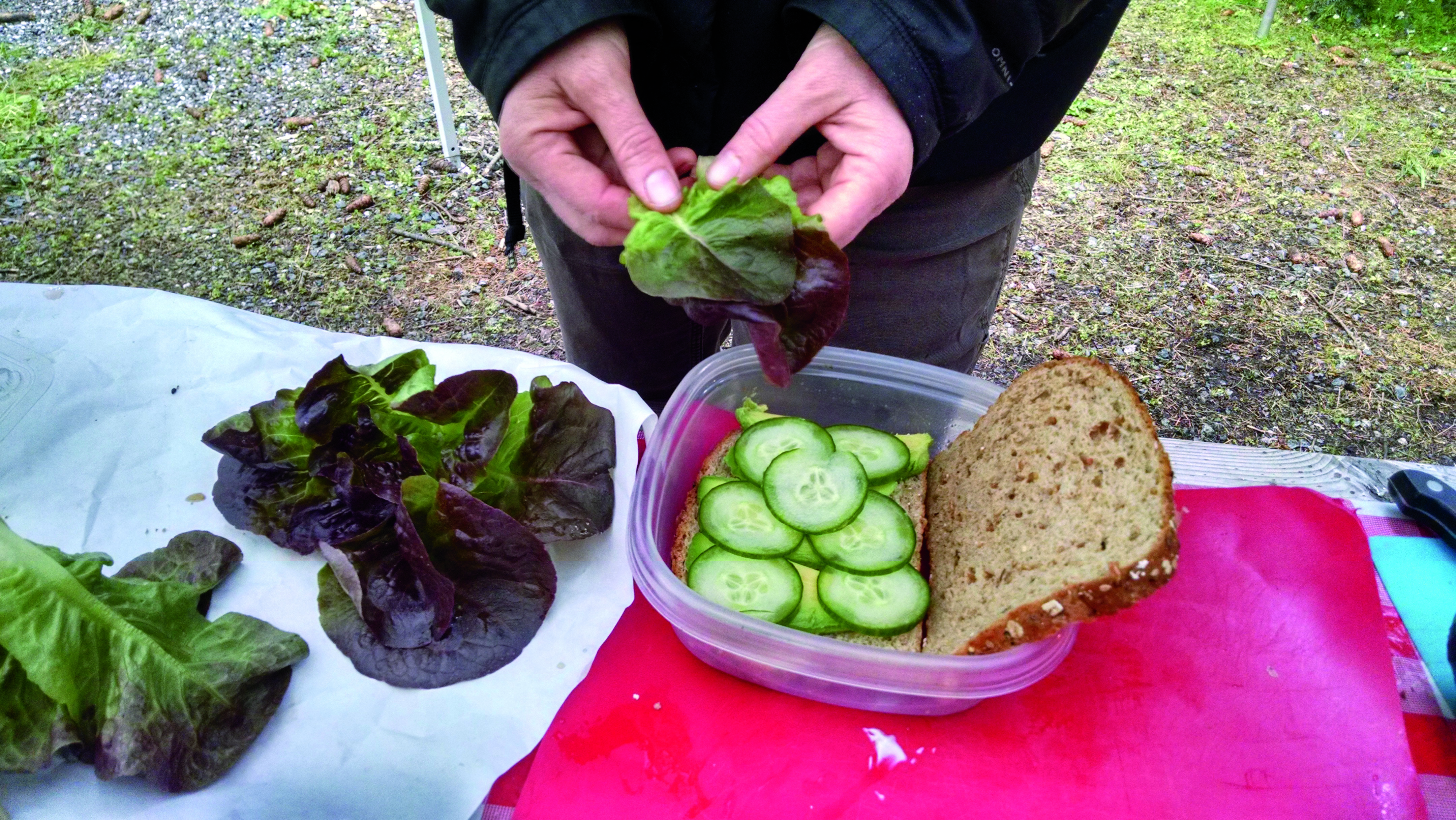 lettuce_rick.jpg lettuce_rick.jpg