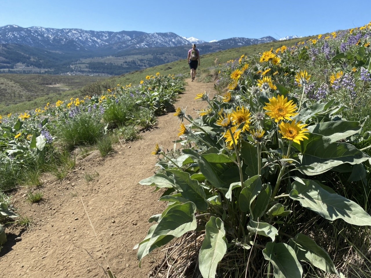 Hiker walks on a trail through yellow and purple wildflowers with snowy ridge in distance