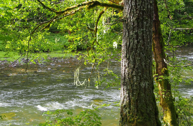 The Lewis River streams calmly by the trail for much of its length. Photo by nutmeg. 